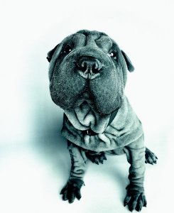 Shar-peis are low maintenance dogs and require minimal grooming.