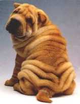 Sharpei