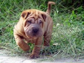 Sharpei Baby