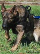 Started Green Dog, PPD or Police
