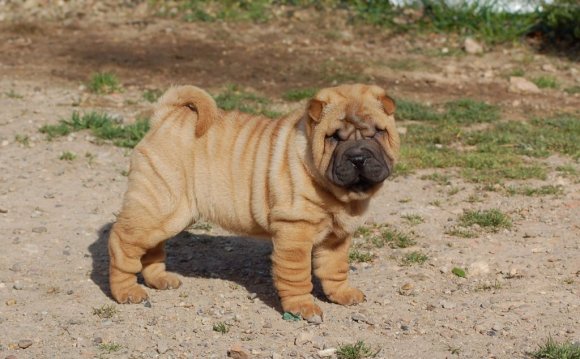 Red fawn Shar Pei
