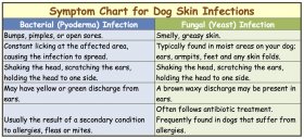 Symptom chart for dog skin infections.