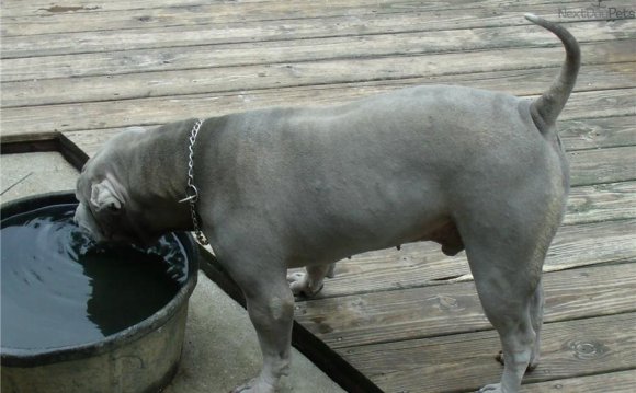 Shar PEI puppies for sale in Florida