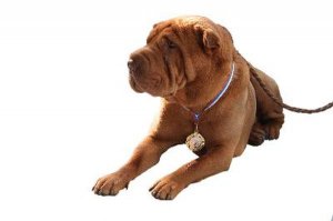 The breed standard has a critical role in Shar Pei eye problems.