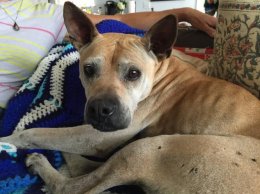 The canine was exhausted and covered in scratches but still found her way to her house in Carlsbad, Calif.