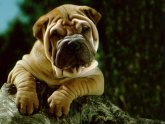 Baby China Shar PEI