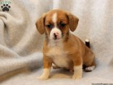 Basset Hound and Shar Pei mix