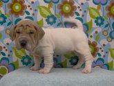 Beagle and Shar-Pei mix