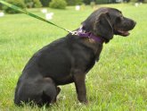 Black Lab Shar Pei