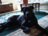 Black Lab Shar Pei mix