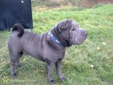 Blue brush Coat Shar Pei