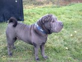 Blue brush Coat Shar Pei