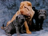 Blue Shar PEI Breeders