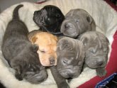 Blue Shar Pei puppy