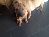 Blue tongue Shar Pei