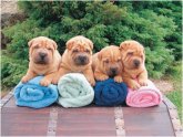 Breeding Shar Pei