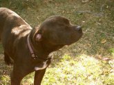 Bull Terrier/Shar Pei mix