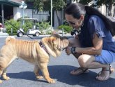 Chinese Shar Pei Club of America