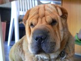 Chinese Shar Pei tongue