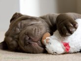 Chocolate Shar Pei