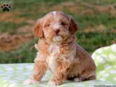 Chow Chow and Shar Pei mix