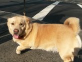 Corgi Shar Pei mix