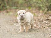 Familial Shar Pei fever