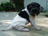 Flowered Shar Pei for sale