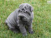 Full grown Shar Pei dog