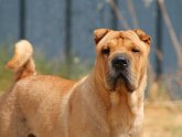 Golden Shar-Pei