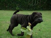 Grown Shar Pei