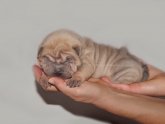 Isabella Shar Pei