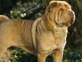 Life expectancy of Shar PEI