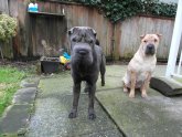 Miniature Blue Shar Pei puppies for sale