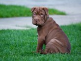 Owning a Shar Pei