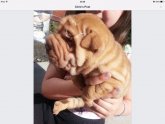 Pedigree Shar Pei