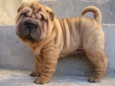 Pics of Shar PEIS