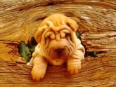 Pictures of Shar peis