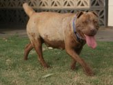 Pregnant Shar PEI