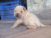 Price of Shar Pei