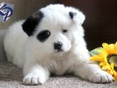 Shar Pei Akita mix