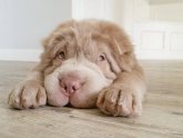 Shar Pei and baby