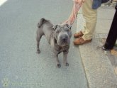 Shar Pei and children