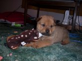 Shar Pei and Rottweiler mix