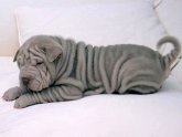 Shar Pei as pets