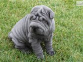 Shar Pei Blue