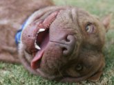 Shar Pei Breeders, Australia