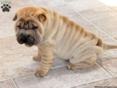 Shar PEI Breeders in PA