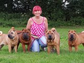 Shar PEI Breeders UK