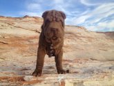 Shar Pei characteristics